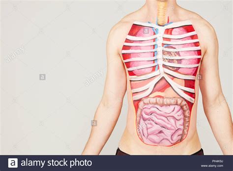  x  die knochen bilden das skelett  x  die knochen schützen die inneren organe  x  die knochen dienen den muskeln als ansatz  x  die knochen sind bildungsstätte von. Malerei der inneren Organe des Menschen Körper Stockfoto ...