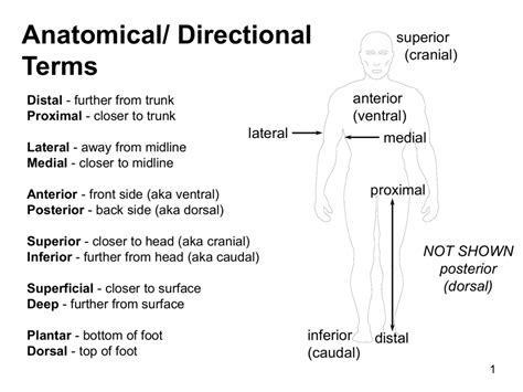 Superior Anatomy Term