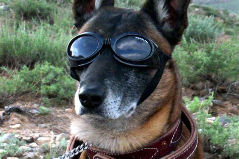 Doggles Dogs In Sunglasses The Ark In Space