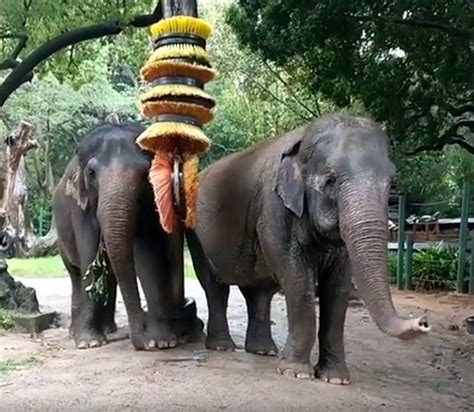 Funny Business Perth Zoo Elephants To Show Off Enrichment Toys For