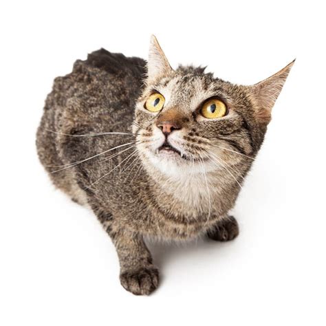 Gato De Gato Atigrado Que Parece Para Arriba Asustado Imagen De Archivo
