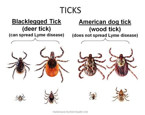 The 25 Best Deer Tick Bite Ideas On Pinterest Deer Ticks Insect