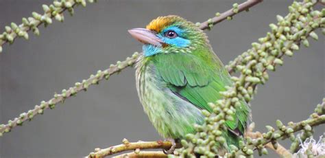 Sri Lanka Birding Tour With Field Guides Endemics Aplenty
