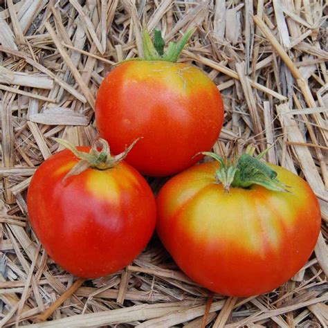 Amazon 【seed】heirloom Tomato® Cosmonaut Volkov エアルーム・トマト・コスモナート・ウオルコフ