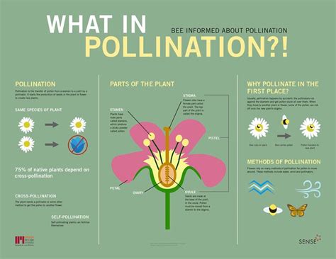 Pollinator Party Pollination Infographic On Behance Pollination