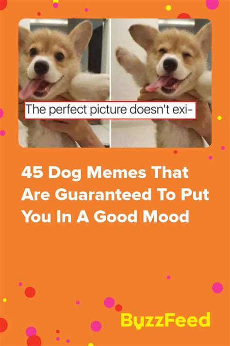 120 Dog Memes That Will Keep You Laughing For Hours In 2022 Dog Memes