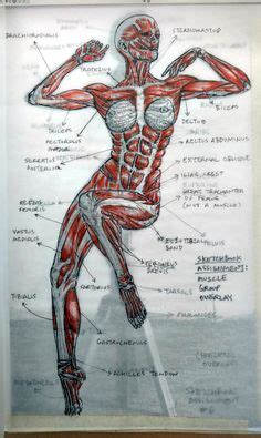 Female torso anatomy silhouette royalty free vector image. Female Torso Musculature Labelled Back Muscles Anatomy ...
