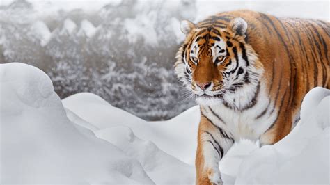 Siberian Tiger In The Snow Hd Wallpaper Background Image 1920x1080