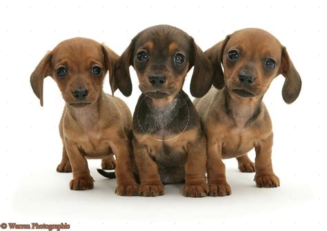 Cute Puppy Dogs Dachshund Puppies
