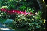 Tall Flowering Plants That Like Shade Pictures