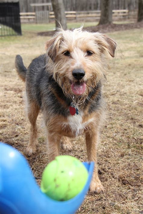 My cat was vomiting a lot this morning, first food, then bile/foam, then it had some blood in it (i think from throwing up so much). Story: Play Ball! : Life with Dogs and Cats
