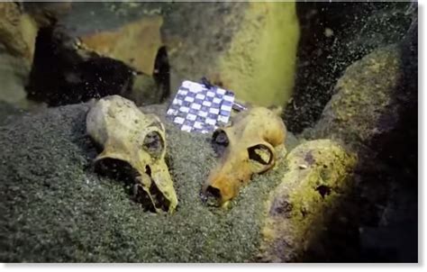 Enormous Underwater Lemur Graveyard Discovered Dating Back 1000 Years