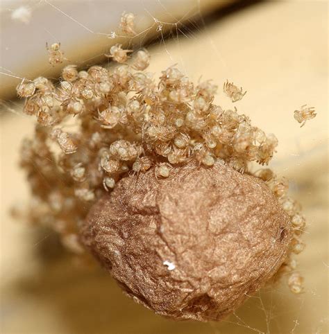 What You Need To Know About Spider Egg Sacs Pf Harris