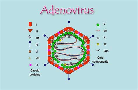 U3 Capítulo 2 Virus Adenovirus