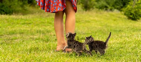 Two Little Kittens Run Across The Grass After Their Owner Stock Image