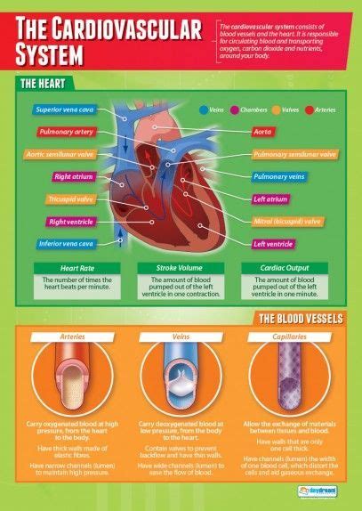 The Cardiovascular System Poster Cardiovascular System Human Anatomy