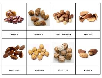 There are many different types of nuts, such as peanut, chestnut, cacao, hazelnut, etc. Types of Nuts by My Teaching Inspiration | Teachers Pay ...