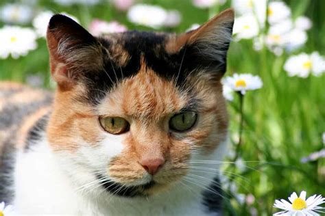 Calico Cats A Complete Guide To Personality Traits Appearance Care