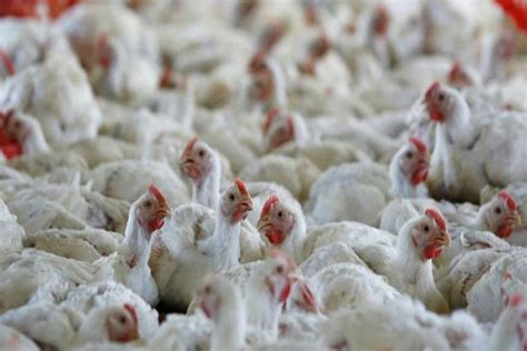 Der bestand umfasst 6.800 puten. Vogelgrippe: Experten betonen die Legalisierung von ...