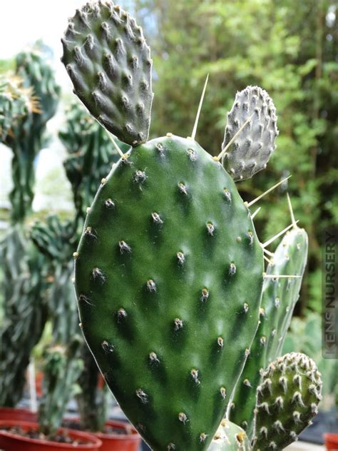 Xl Swollen Desert Jade Cactus Opuntia Kens Nursery