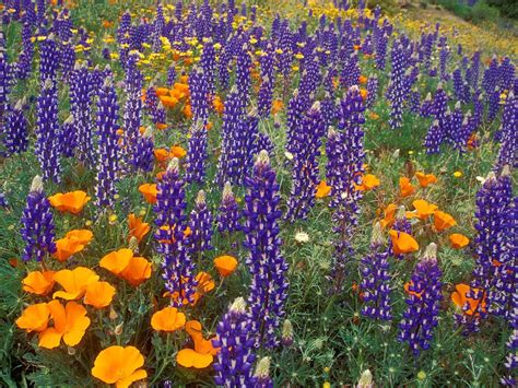 Hdmax Lupine And Poppies Tehachapi Mountains California Tapety