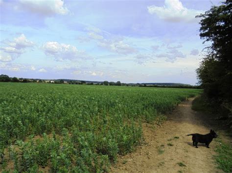 Bean Fields In The Went Valley © Bill Henderson Geograph Britain And