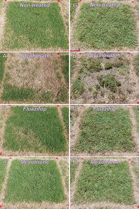 Bermuda Grass Herbicide