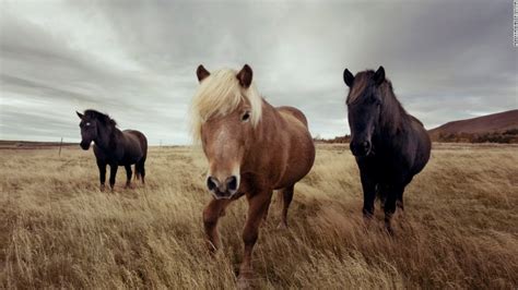 Icelandic Horses The Original Horses Of The Vikings