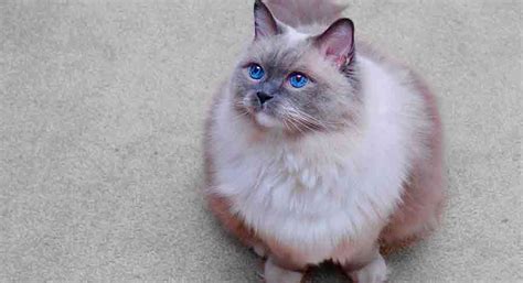 Blue Mitted Ragdoll Cat Guide