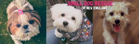 Tell them your case clearly. Adoptable Dogs | Small Dog Rescue of New England