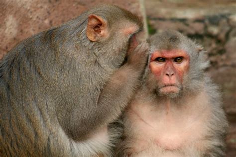 Monkey Minds What We Can Learn From Primate Personality