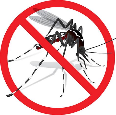 8500 Dengue Mosquitos Stock Photos Pictures And Royalty Free Images