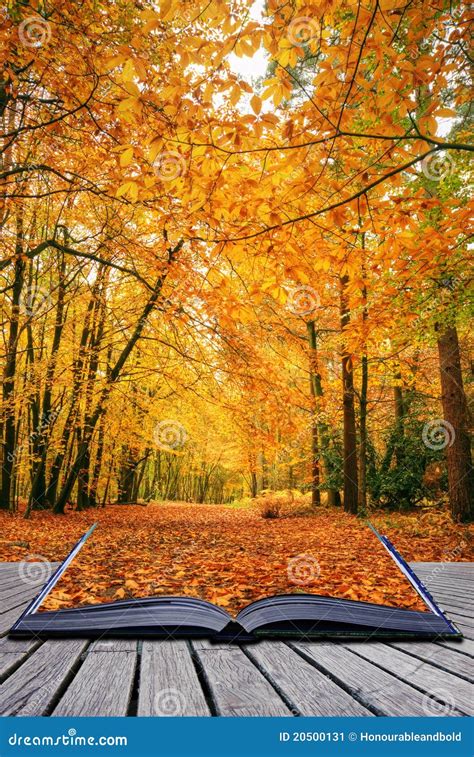 Creative Concept Idea Of Autumn Fall Forest Stock Image Image Of