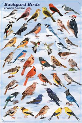 Backyard Birds Of North America Educational Chart Poster X FREE SHIPPING EBay
