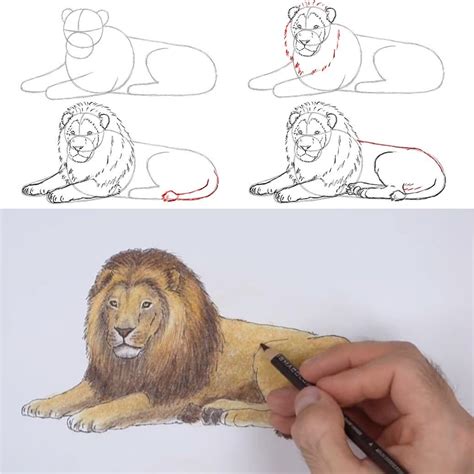 Https://tommynaija.com/draw/how To Draw A Realistic Lion Step By Step