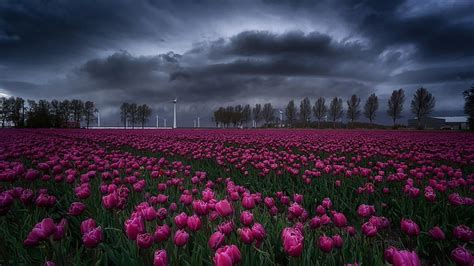 Hd Wallpaper Spring Flower Field Clouds Cloudy Stormy Flevoland