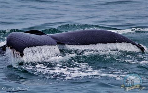 We would like to show you a description here but the site won't allow us. Pin on Whale Watching, Dolphins and Sea life in the ...
