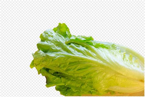 Lechuga Verde imágenes de gráficos png gratis Lovepik