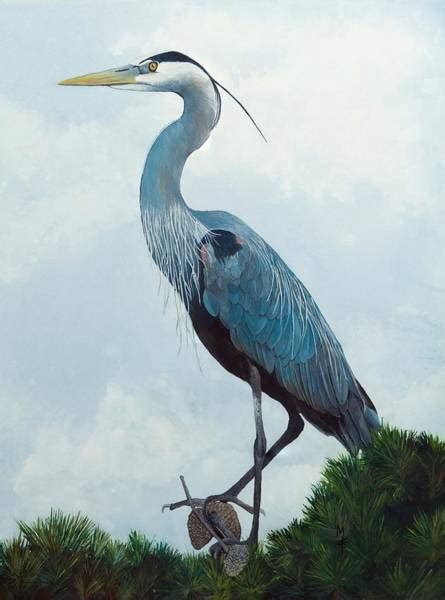 Great Blue Heron Watercolor Paintings Fine Art America