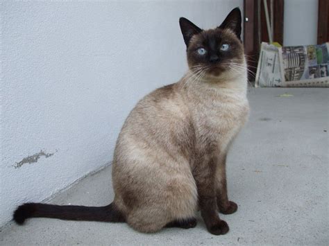 Seal Point Siamese Cats For Adoption Good Sort Diary Photo Galleries