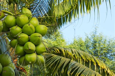 Free photo: Coconut bunch - Appetizing, Leaf, Water - Free Download ...