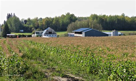 Mennonite Farm A Field Of Corn On A Mennonite Farm Located Flickr