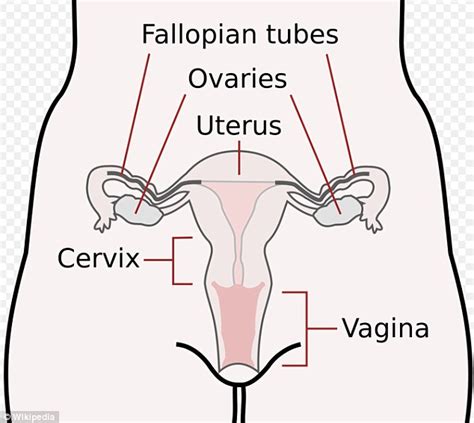 Half Of Women Cant Identify Their Reproductive Parts On A Diagram