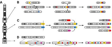 low copy repeats in the genome from neglected to respected