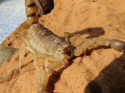 Can Scorpions Kill Cats The Surprising Answer Reptiles And Amphibians