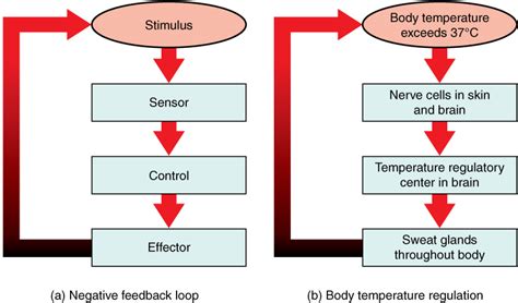 78 Homeostasis And Feedback Human Biology