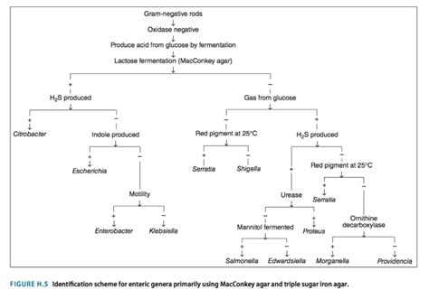 Bacteria Identification Chart