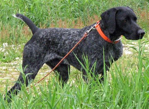 The german shorthaired pointer or gsp as it is popularly called is a large hunting breed developed in germany in the 19th century. black german shorthaired pointer | Dogs, German ...
