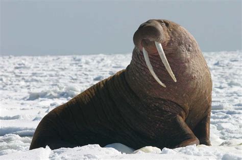 Pacific Walrus Profile Traits Facts Teeth Habitat Habitat