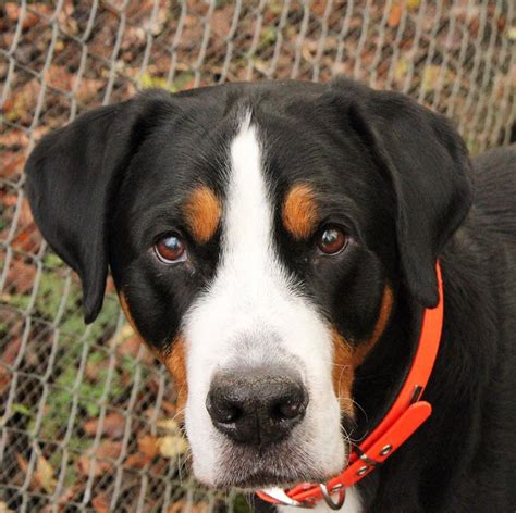 14 Big Facts About Greater Swiss Mountain Dogs Page 2 Of 4 Petpress